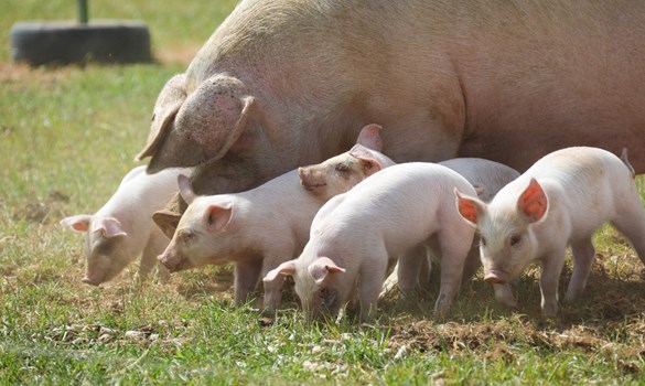 Outdoor piglets with sow on grass